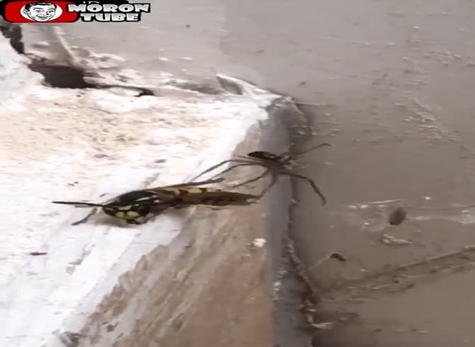 Video :A spider and a wasp engage in an epic struggle
